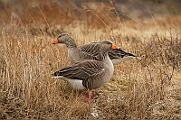 2366 IcelandOche