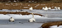 2368 IcelandCigni