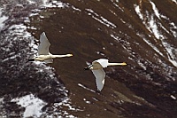 2369 IcelandCigniVolo