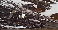 2370 IcelandCigniVolo