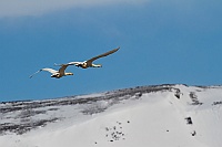 2371 IcelandCigniVolo
