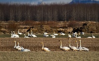 2372 IcelandCigni