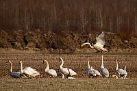 2374 IcelandCigniVolo