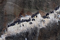 2377 IcelandUrieColonia