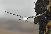 2379 IcelandFulmaro
