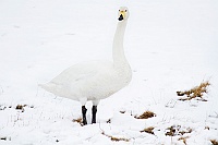 2382 IcelandCignioSelvatico
