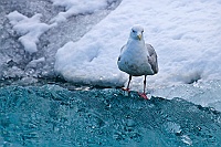 2392 IcelandGabbianoComune