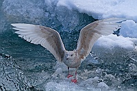 2392 IcelandGabbianoIslanda