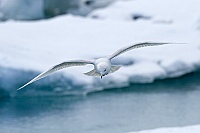 2396 IcelandGabbianoIslanda