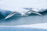 2397 IcelandGabbianoIslanda