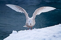 2398 IcelandGabbianoIslanda