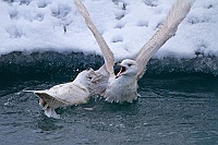 2399 IcelandGabbianoIslanda