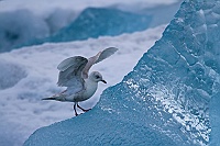 3002 IcelandGabbianoIslanda