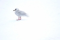 3003 IcelandGabbianoIslanda
