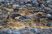 3008 IcelandOche