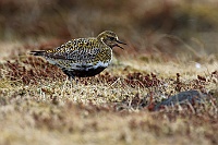 3009 IcelandPiviereDorato