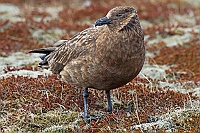3011 IcelandStercorario
