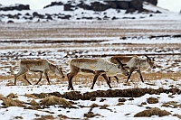 1107 Iceland Renne