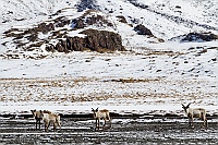 1112 Iceland Renne