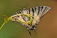0001 IpichlidesPodalirius