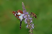 0009 LimentisReducta