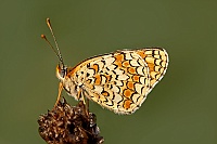 0011 MelitaeaPhoebe