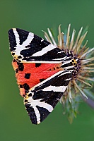 0012 EuplagiaQuadripunctaria