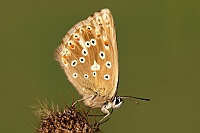 0014 LysandraCoridon