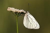 0018 MelanargiaGalatea