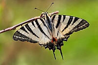 0022 IpichlidesPodalyrius