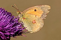 0026 ColiasCrocea