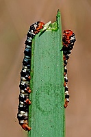0039 BrithysCrini