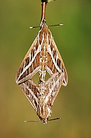 0041 HylesLineata