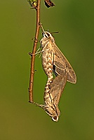 0042 HylesLineata