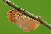 0055 LemoniaTaraxaci