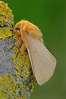 0056 LemoniaTaraxaci