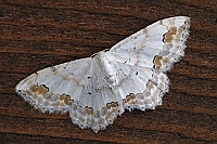 0057 ScopulaOrnata