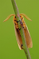 0058 LemoniaTaraxaci