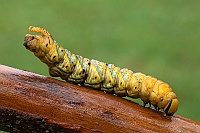 0067 AcherontiaAtropos