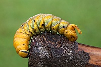 0068 AcherontiaAtropos