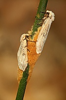 0072 FalenaCirceo