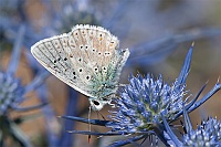 0087 CyanarisSemiargus