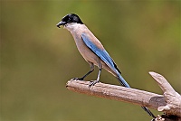 0239 DonanaGazzaAzzurra