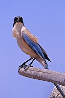 0241 DonanaGazzaAzzurra
