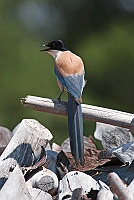 0244 DonanaGazzaAzzurra