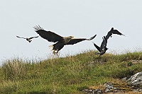 3755 Scozia2016 Mull AquilaMareMobbing