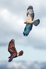 21 Honey Buzzards - Circeo National Park, Italy