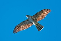 22 Sparrowhawk - Circeo National Park, Italy