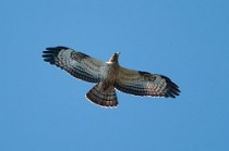 23 Honey Buzzard - Circeo National Park, Italy