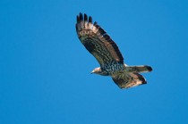 25 Honey Buzzard - Circeo National Park, Italy